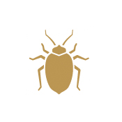 bed bugs pest control treatment