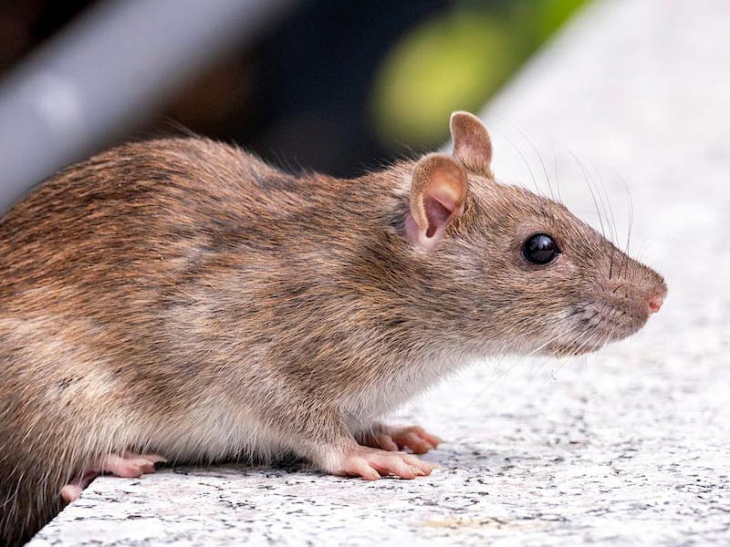 rat pest control malaysia
