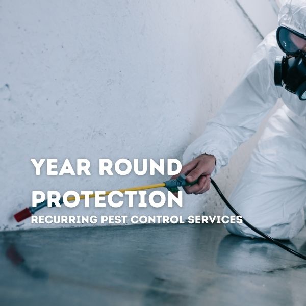 Year-Round Protection: Recurring Pest Control Services