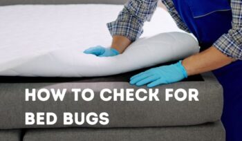 pest expert shows how to check for bed bugs