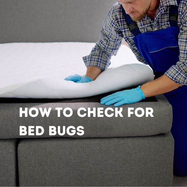 How to Check for Bed Bugs