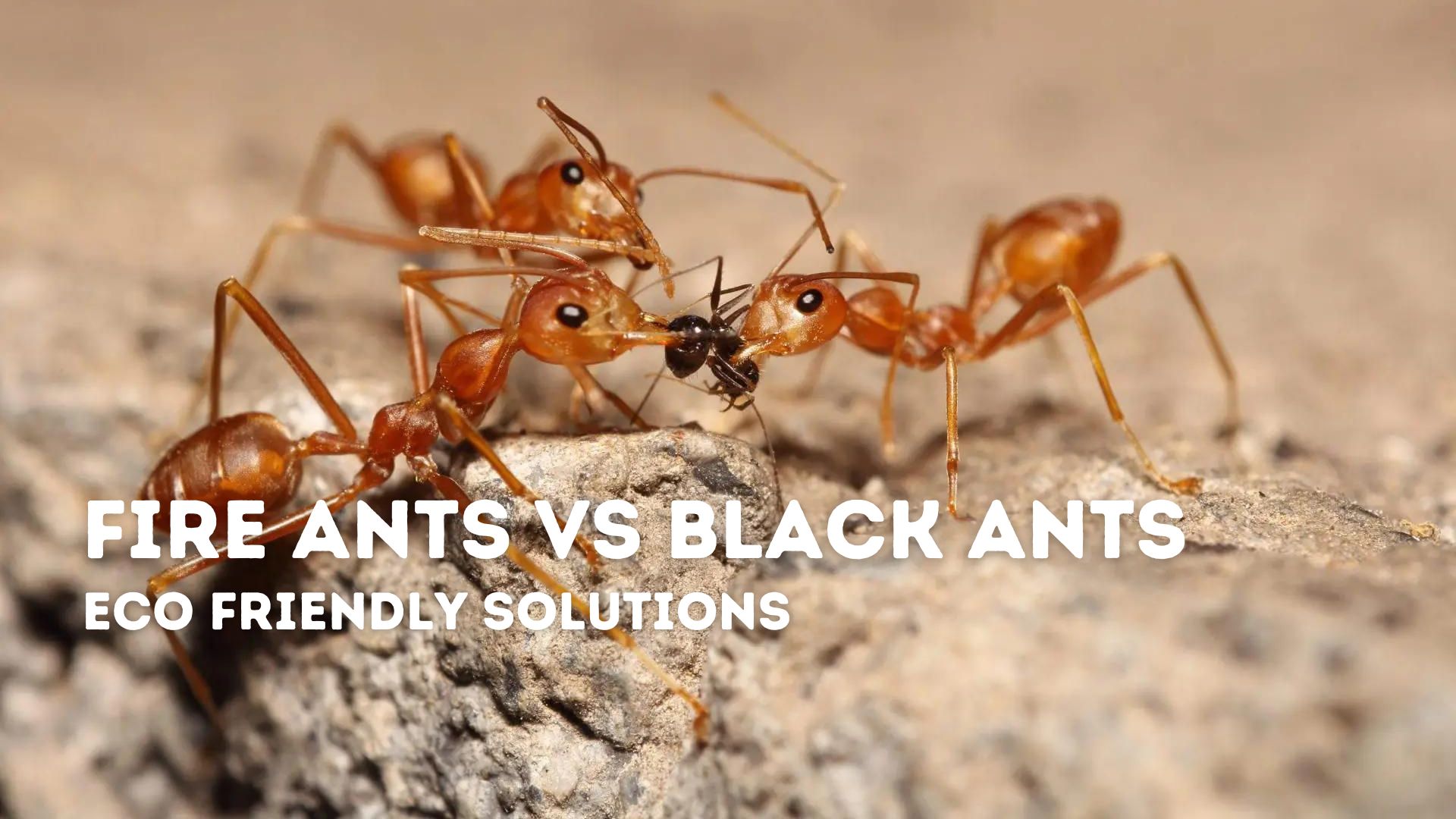 fire ants vs black ants
