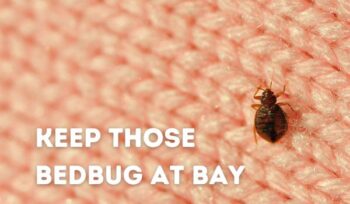 bedbug image