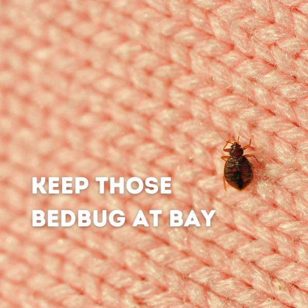 Essential Bedbug Prevention: Safeguarding Your Household