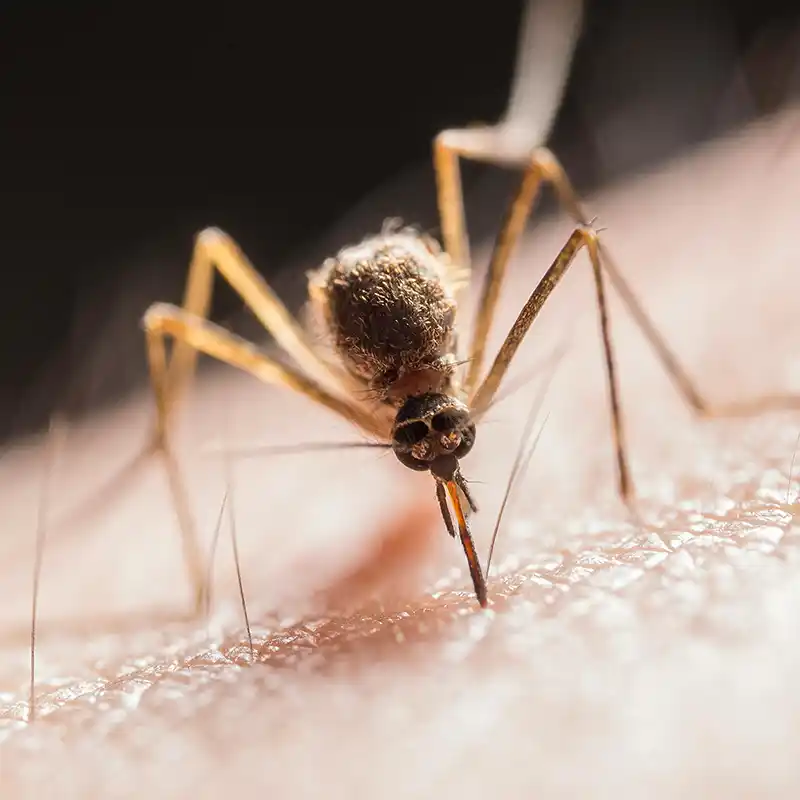 Mosquito netting