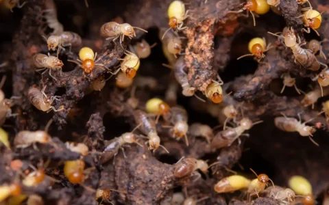 Termite control near me