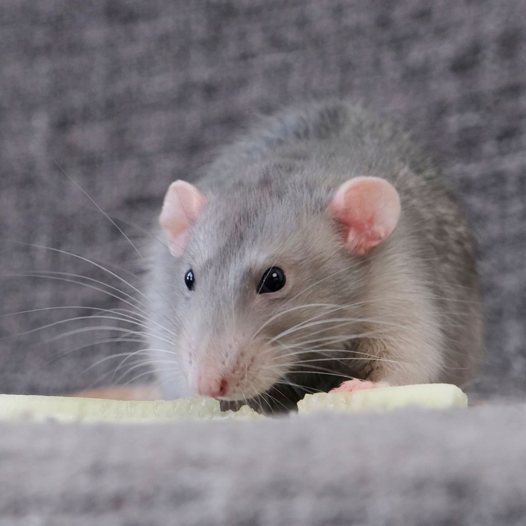 Rat Pest Control