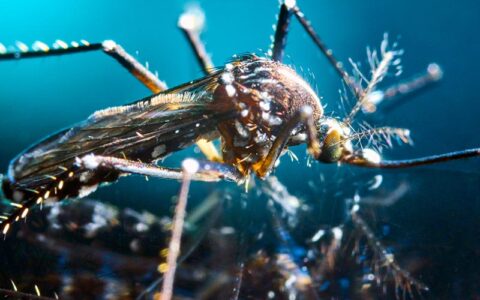 Mosquito Control
