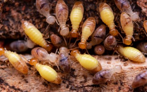 Termite Control