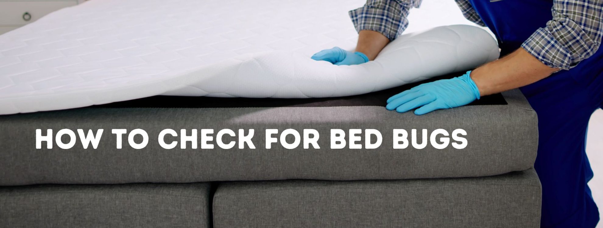 pest expert shows how to check for bed bugs