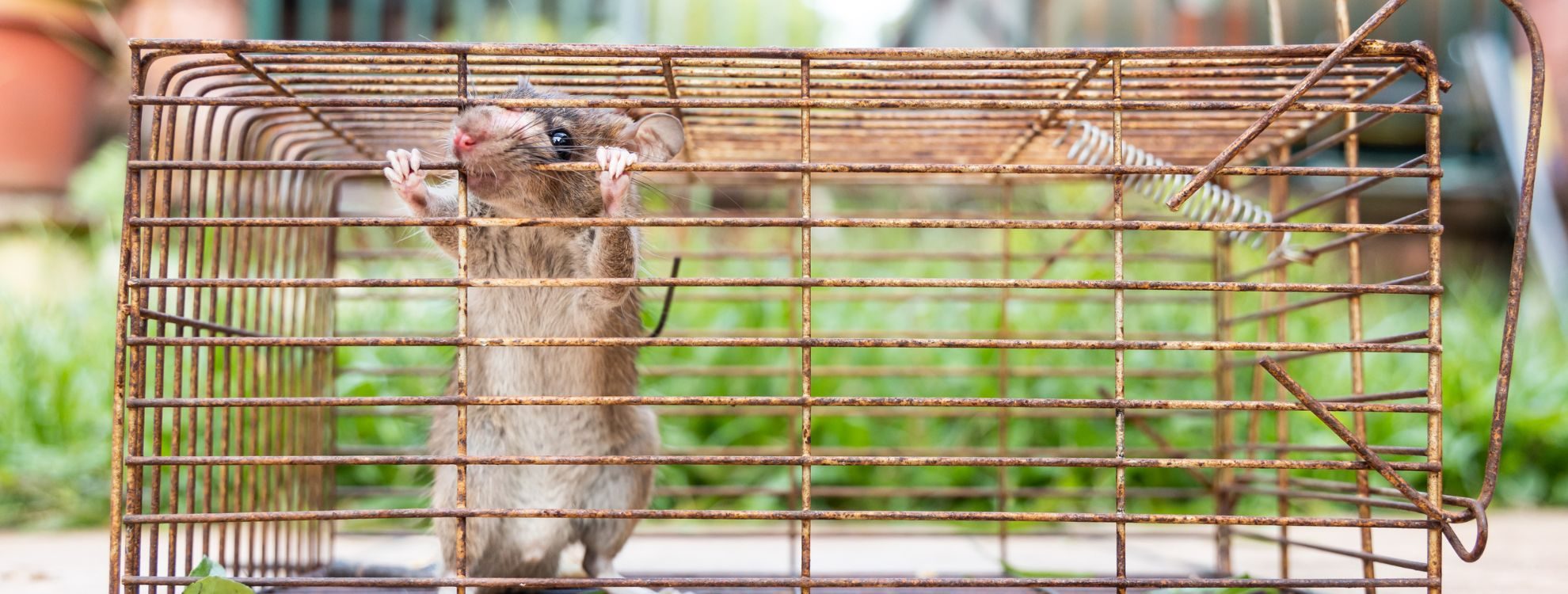 rodent trapped in a cage for rodent control