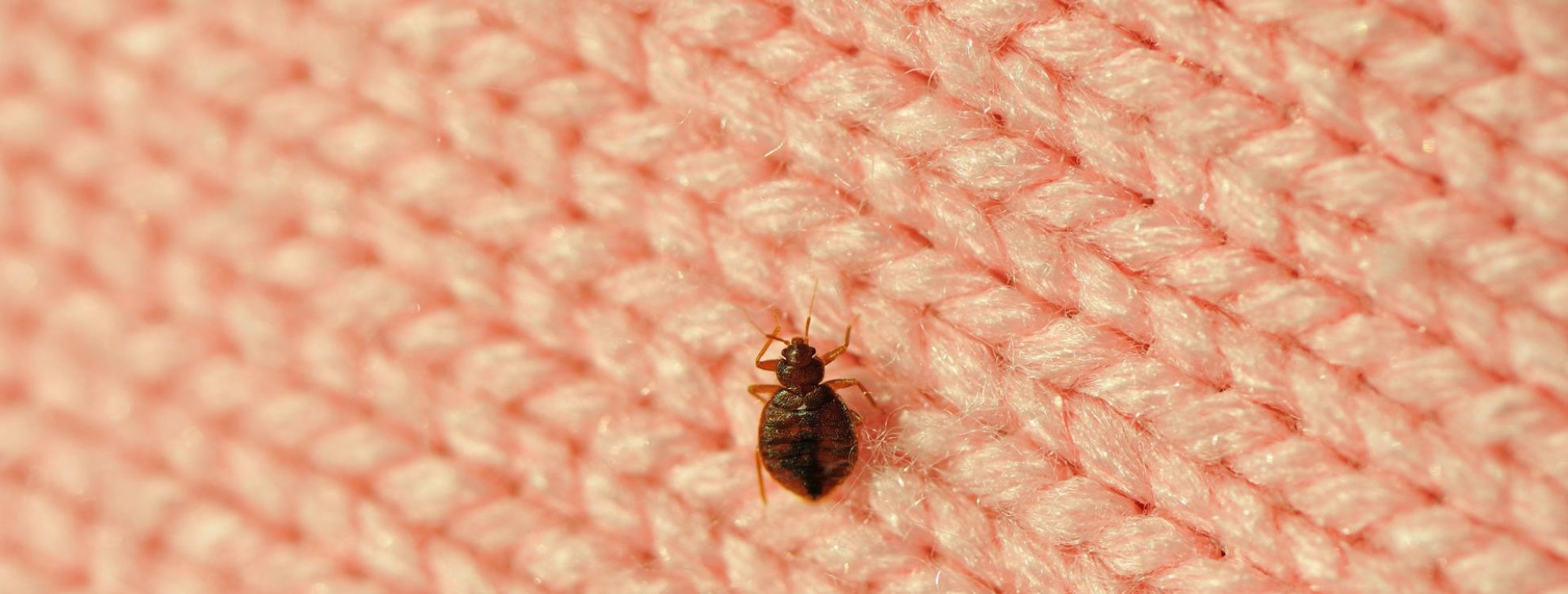 pepijat (bed bug)